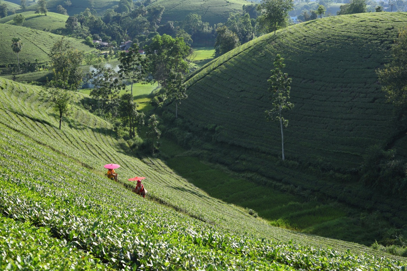 People working among the green tea hills of Sri Lanka